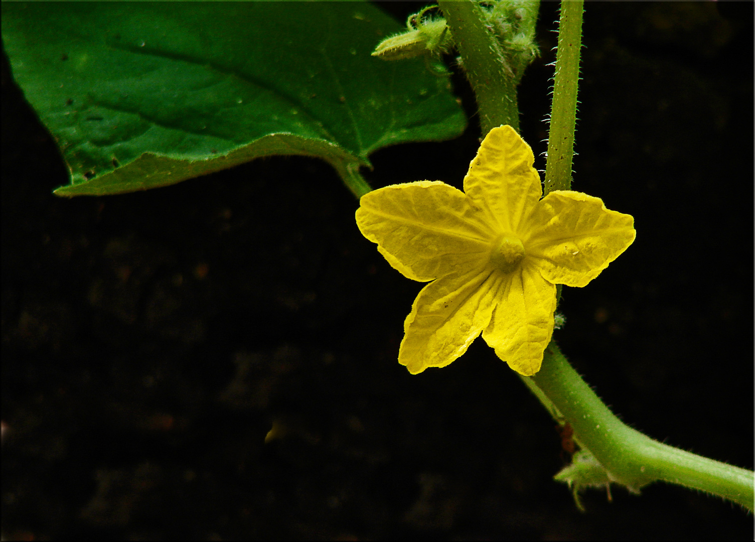 Fiore del cetriolino