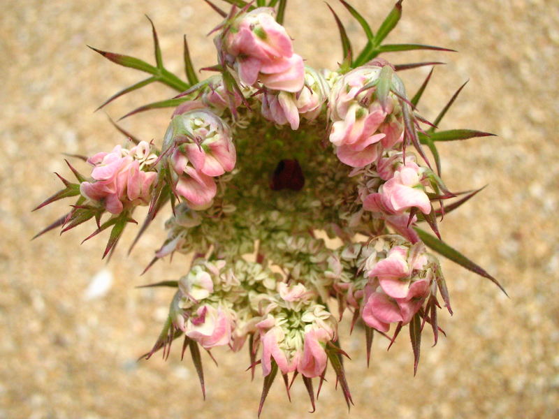 Fiore del deserto Foto Immagini piante, fiori e funghi, natura Foto su Fiore del deserto Foto Immagini piante, fiori e funghi, natura Foto su