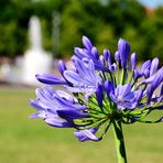 fiore del giardino