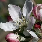 Fiore del melo