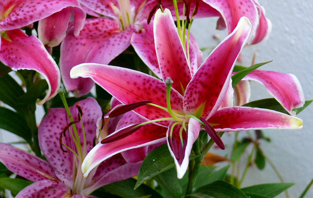 Fiore del mio terrazzo