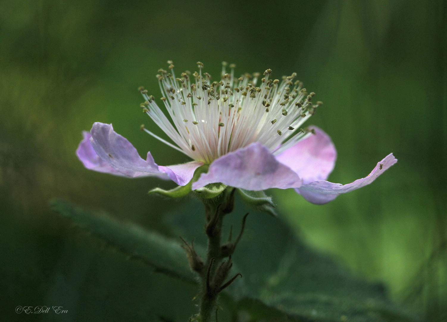 Fiore del rovo