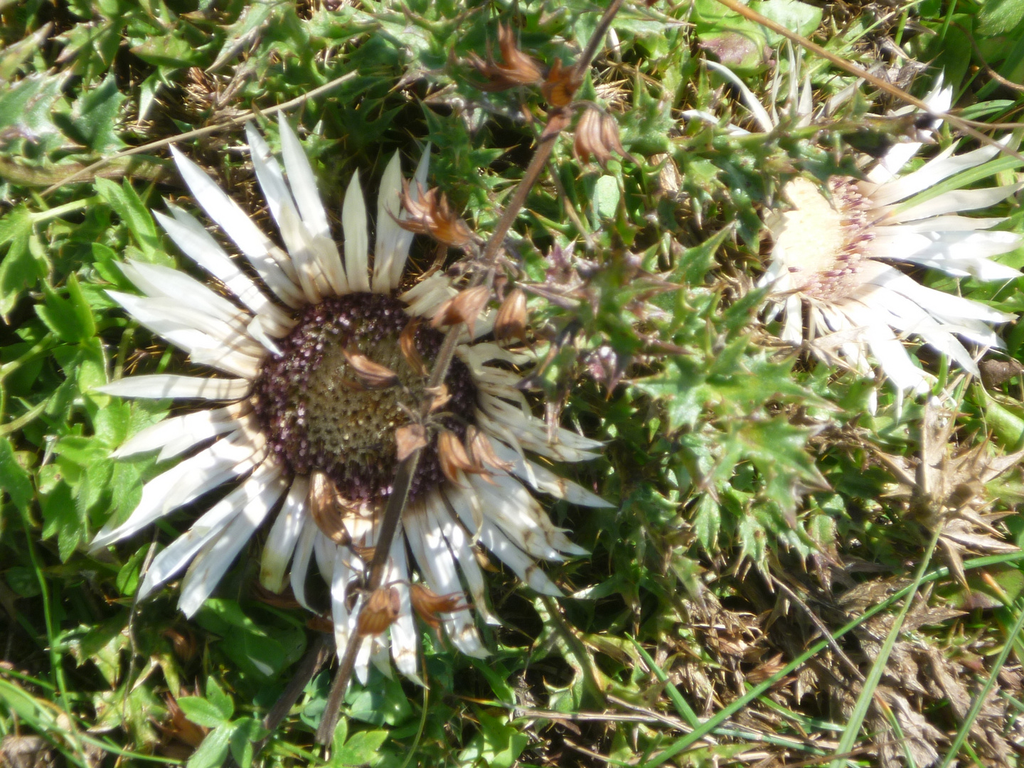 Fiore del tempo