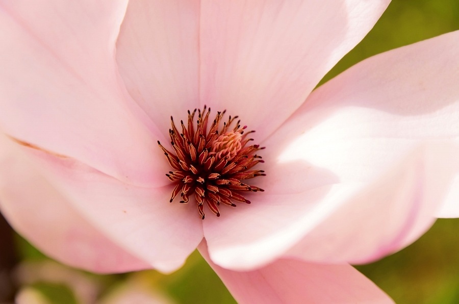 Fiore della magnolia