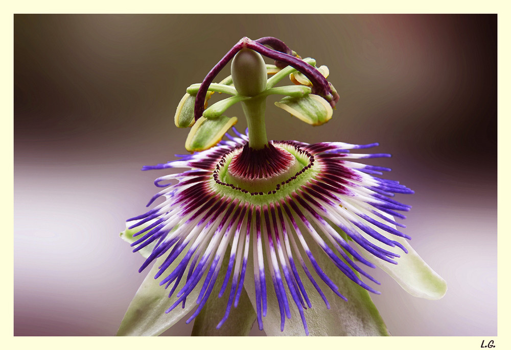 Fiore della Passione