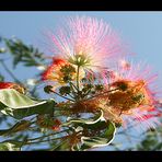 FIORE DELL'ACACIA PERUNA FOTOPITTOGRAFIA