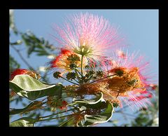 FIORE DELL'ACACIA PERUNA FOTOPITTOGRAFIA