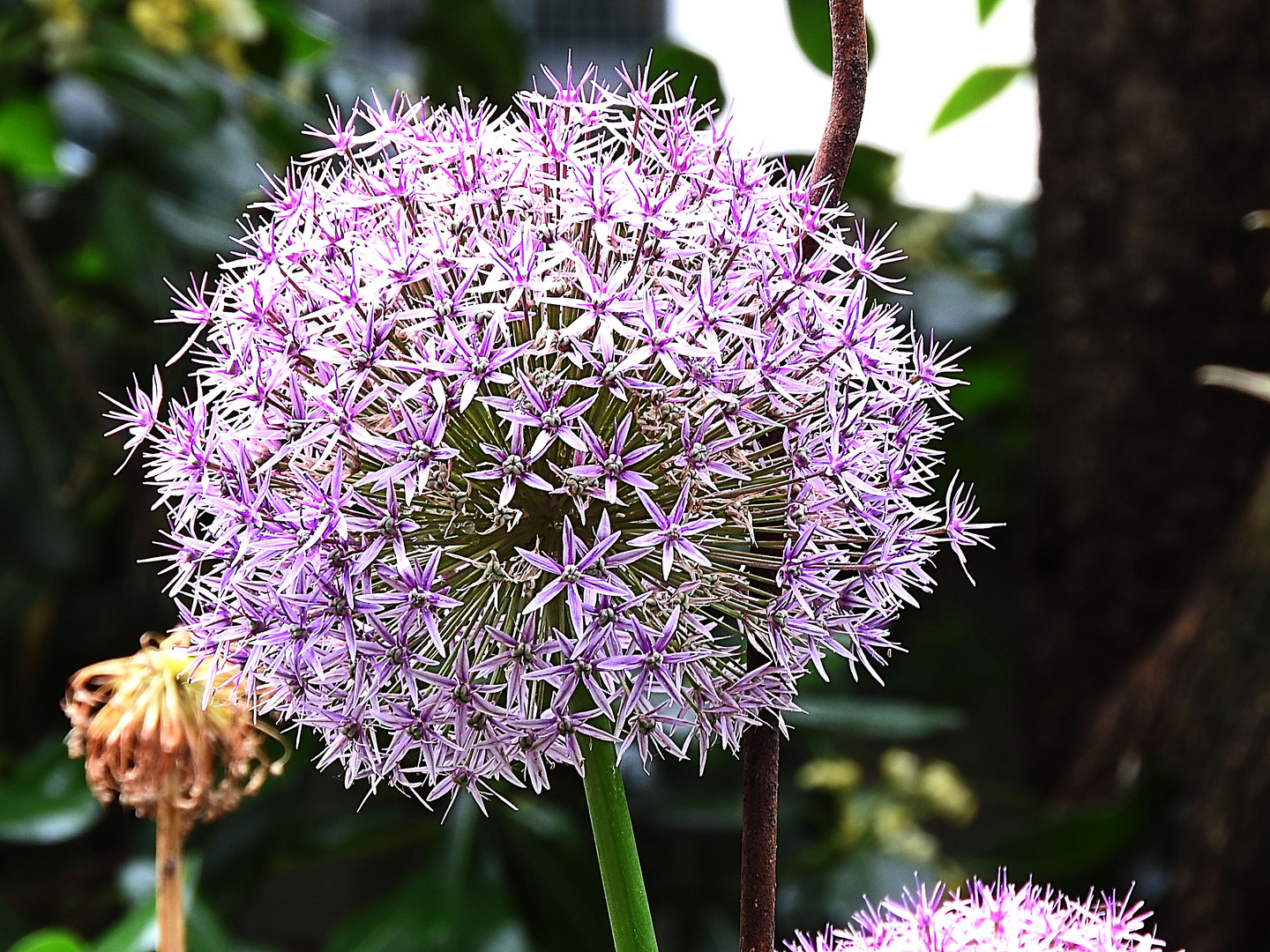 Fiore dell'aglio