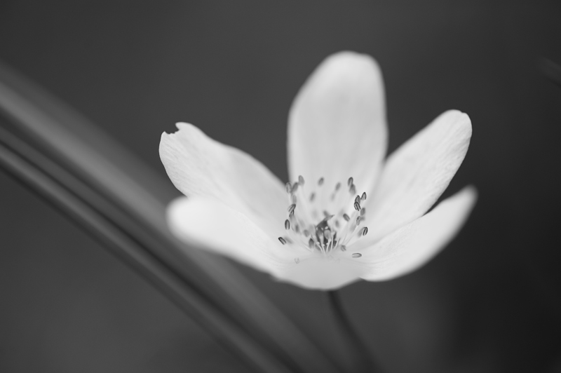 Fiore delle alpi