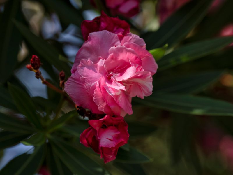 Fiore dell'Oleandro