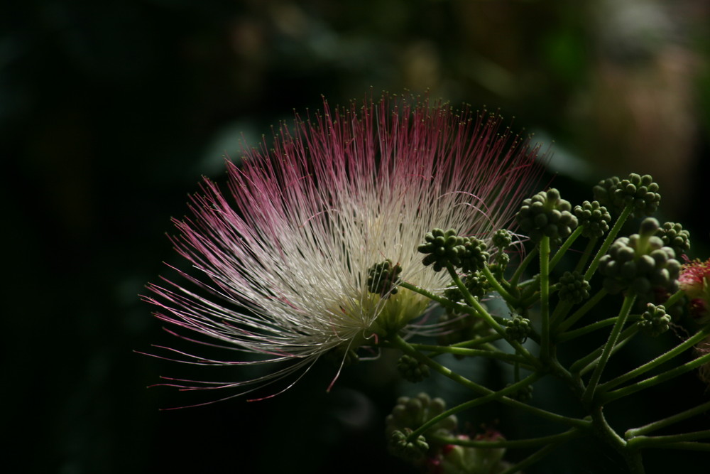 Fiore di acacia