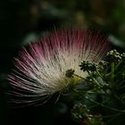 Fiore di acacia