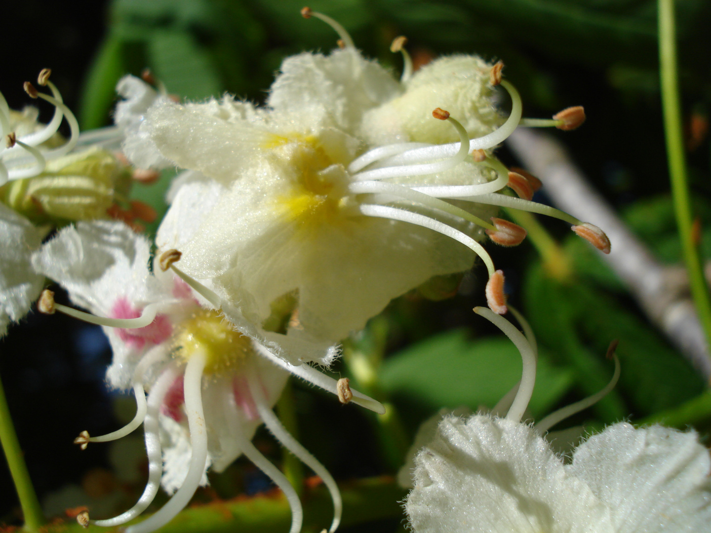 Fiore di Aesculus hippocastanum