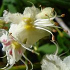 Fiore di Aesculus hippocastanum