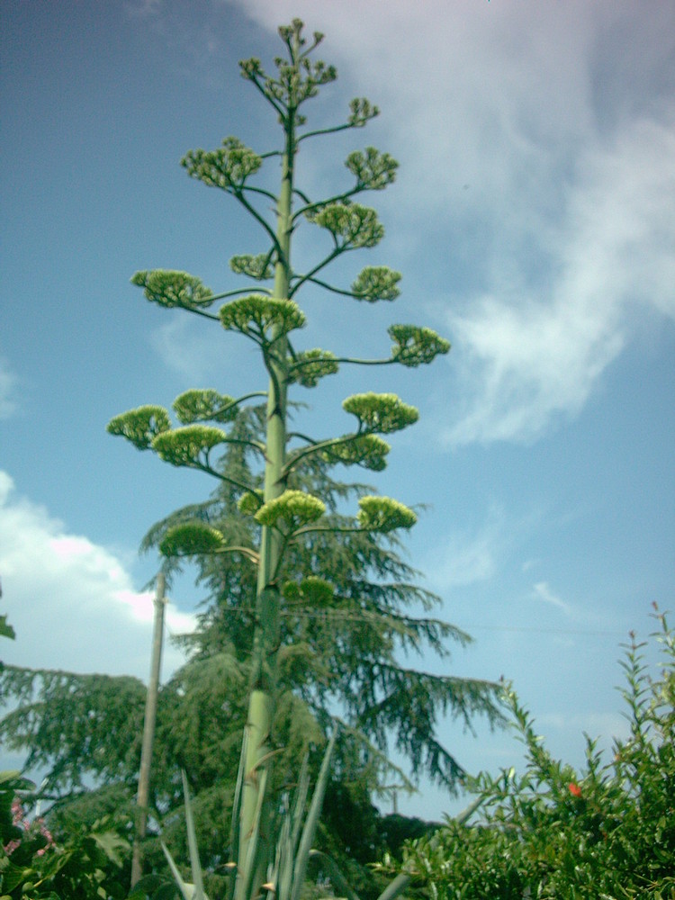 Fiore di Agave