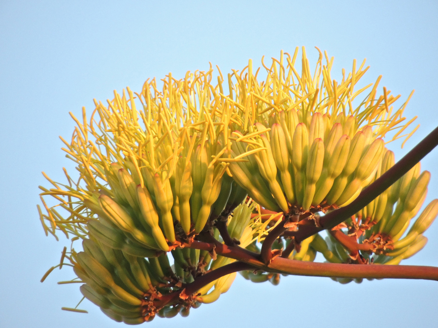 fiore di agave