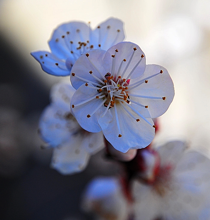 Fiore di albicocco