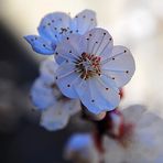 Fiore di albicocco