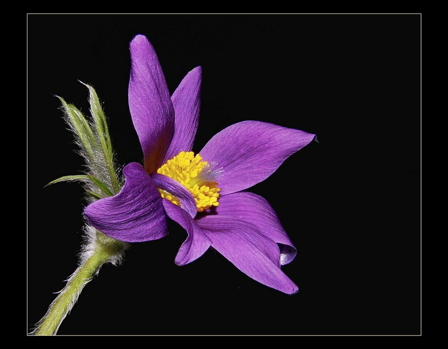 Fiore di Anemone