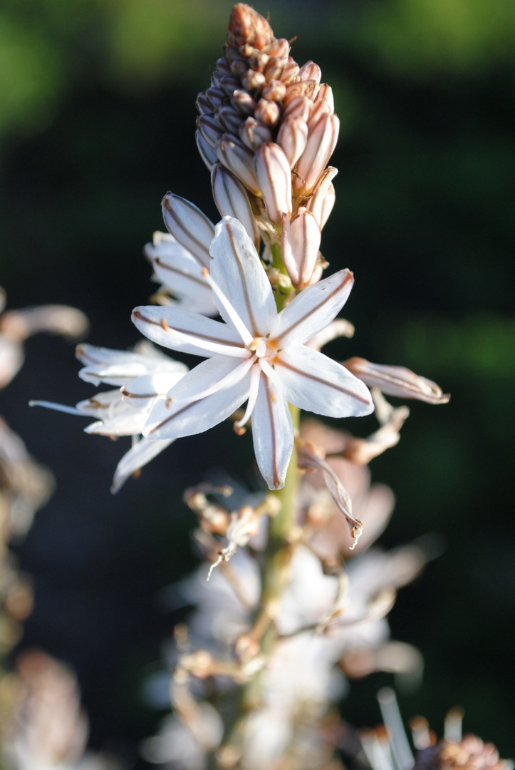 Fiore di Asfodelo