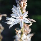 Fiore di Asfodelo