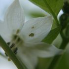 Fiore di basilico con ospiti