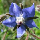 Fiore di Borago officinalis