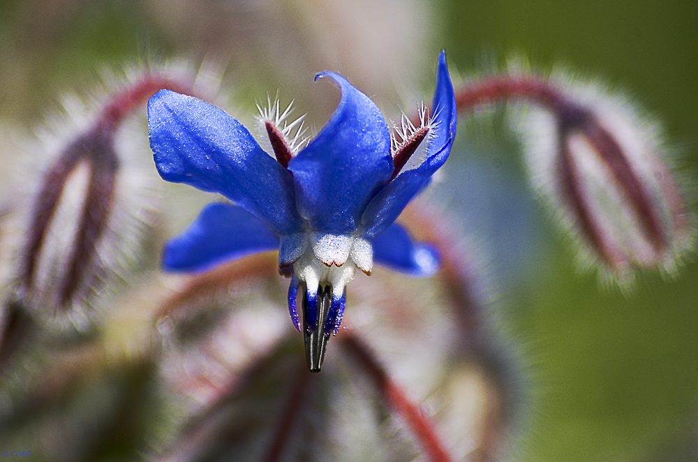 Fiore di borragine