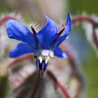 Fiore di borragine