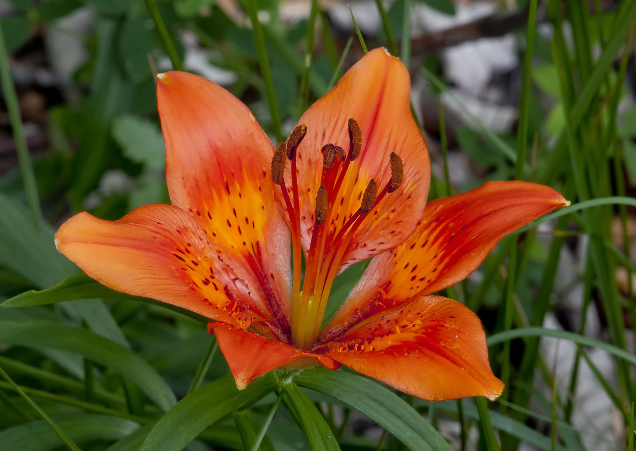 Fiore di Bosco