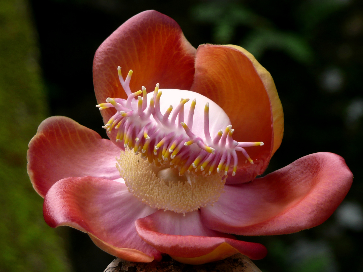 fiore di Budda