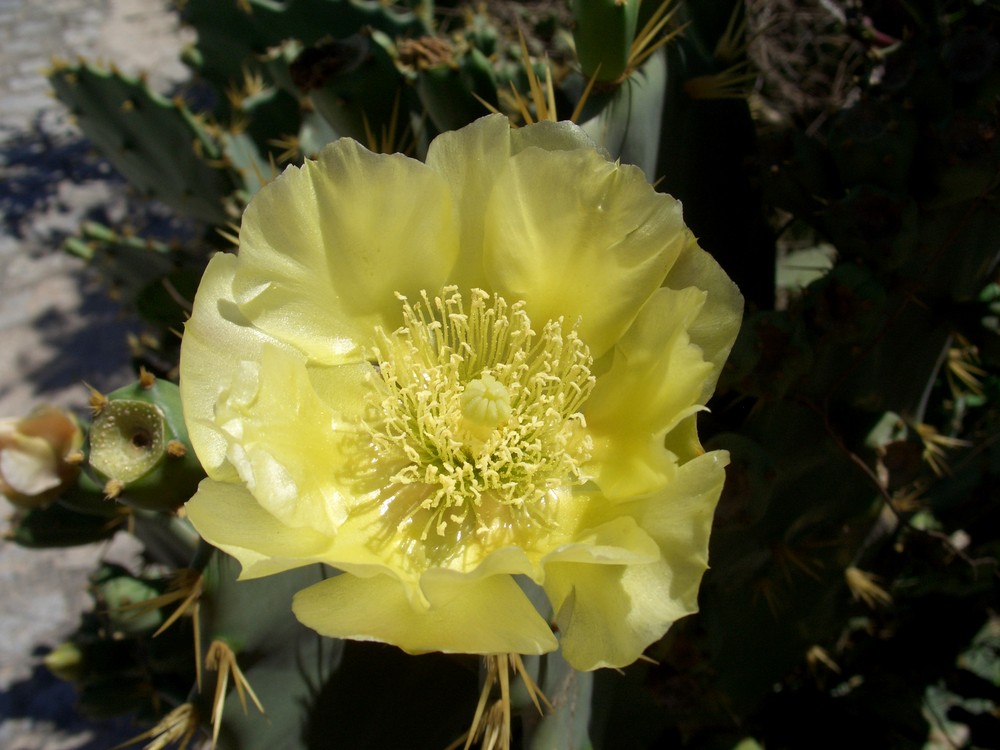 Fiore di Cactus