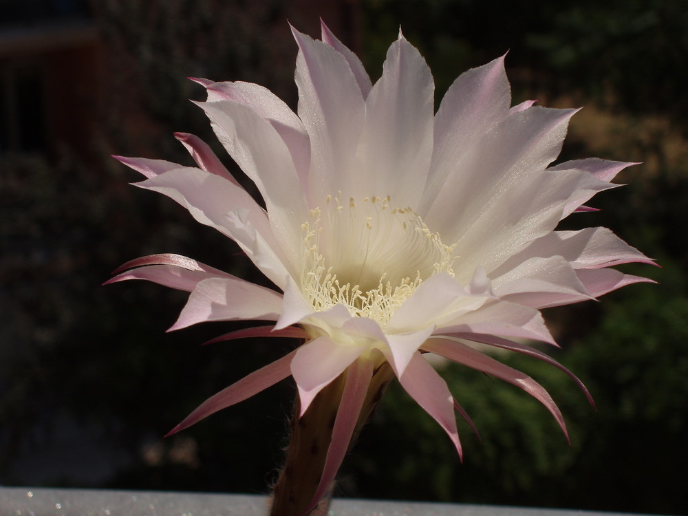 Fiore di cactus