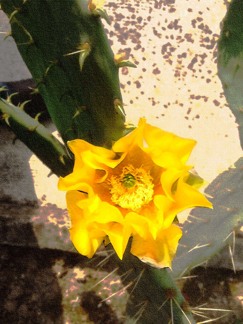 Fiore di cactus