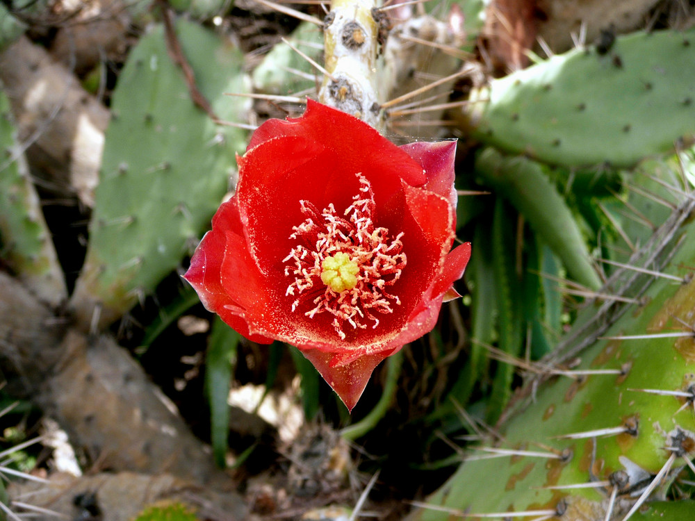 Fiore di cactus