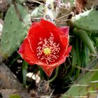 Fiore di cactus