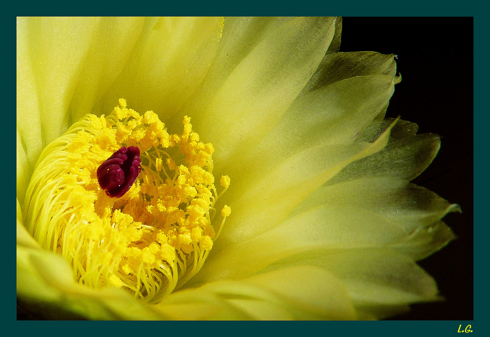 Fiore di Cactus