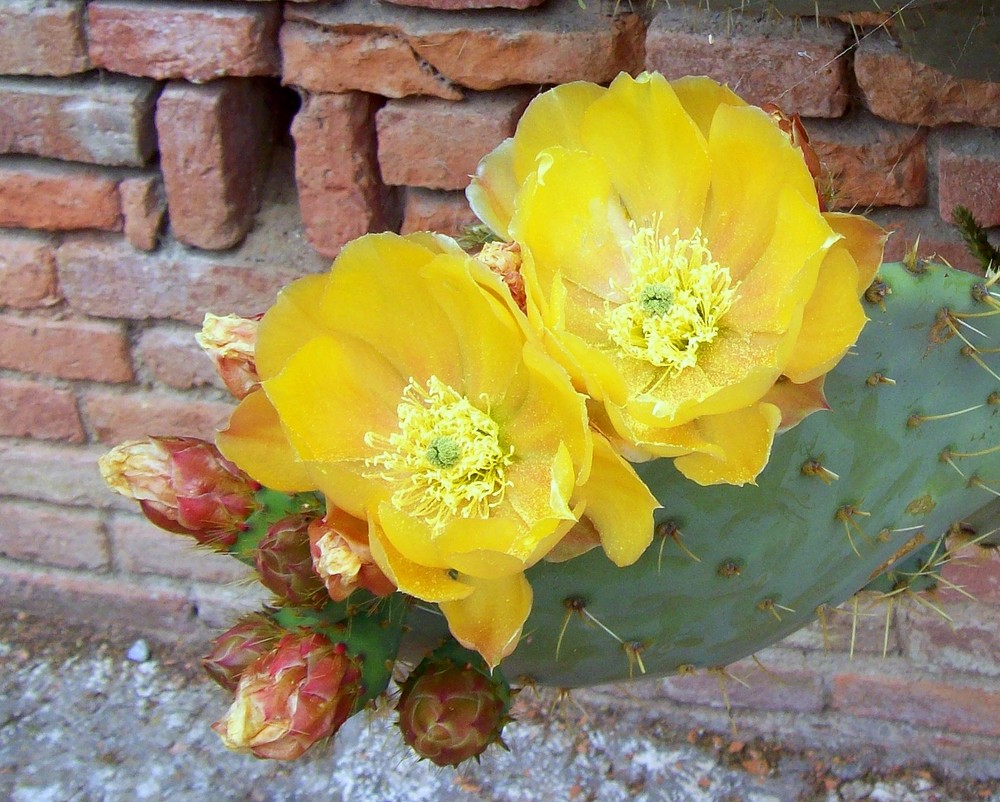 Fiore di cactus