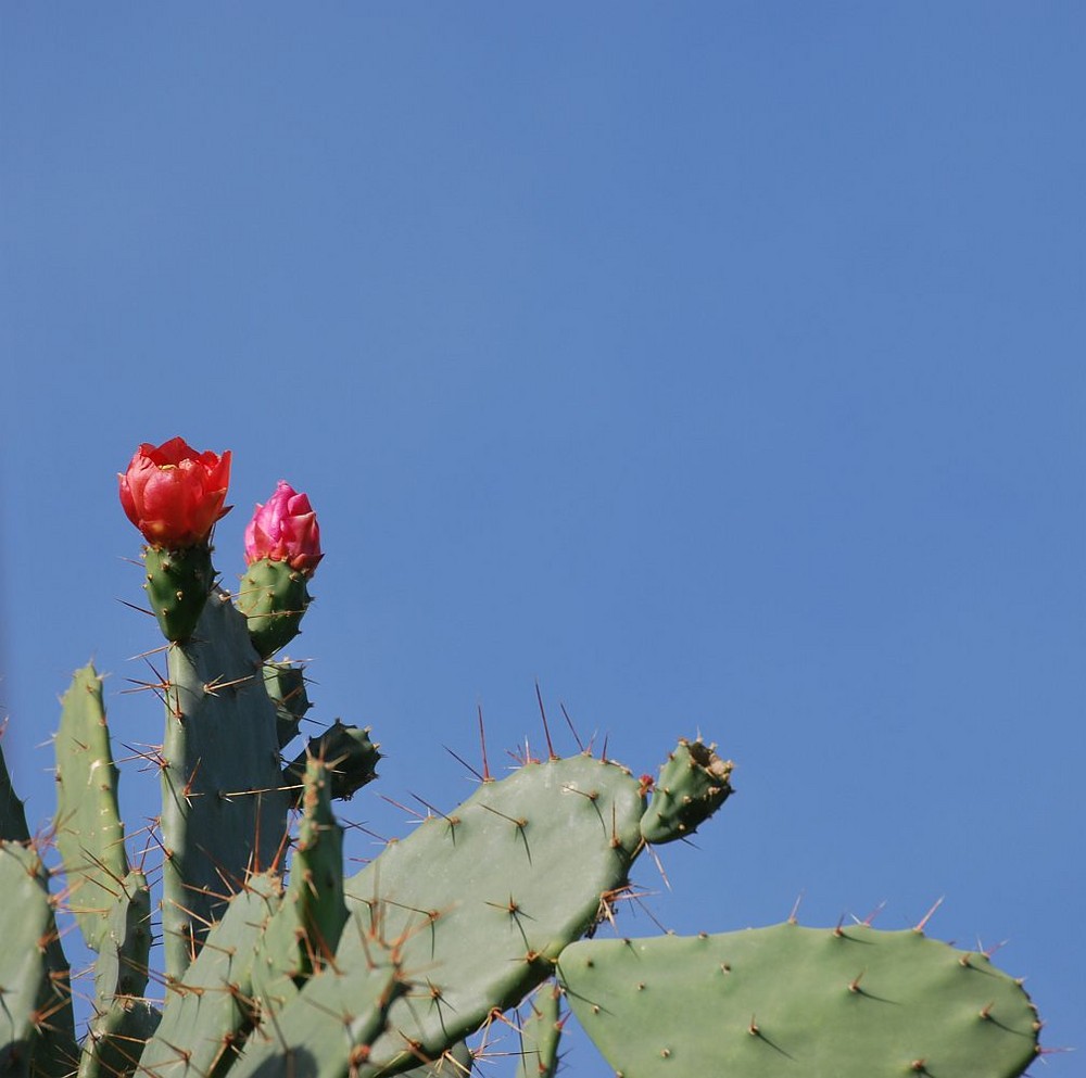 Fiore di Cactus