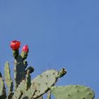 Fiore di Cactus