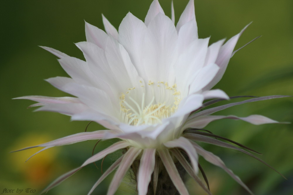 Fiore di Cactus