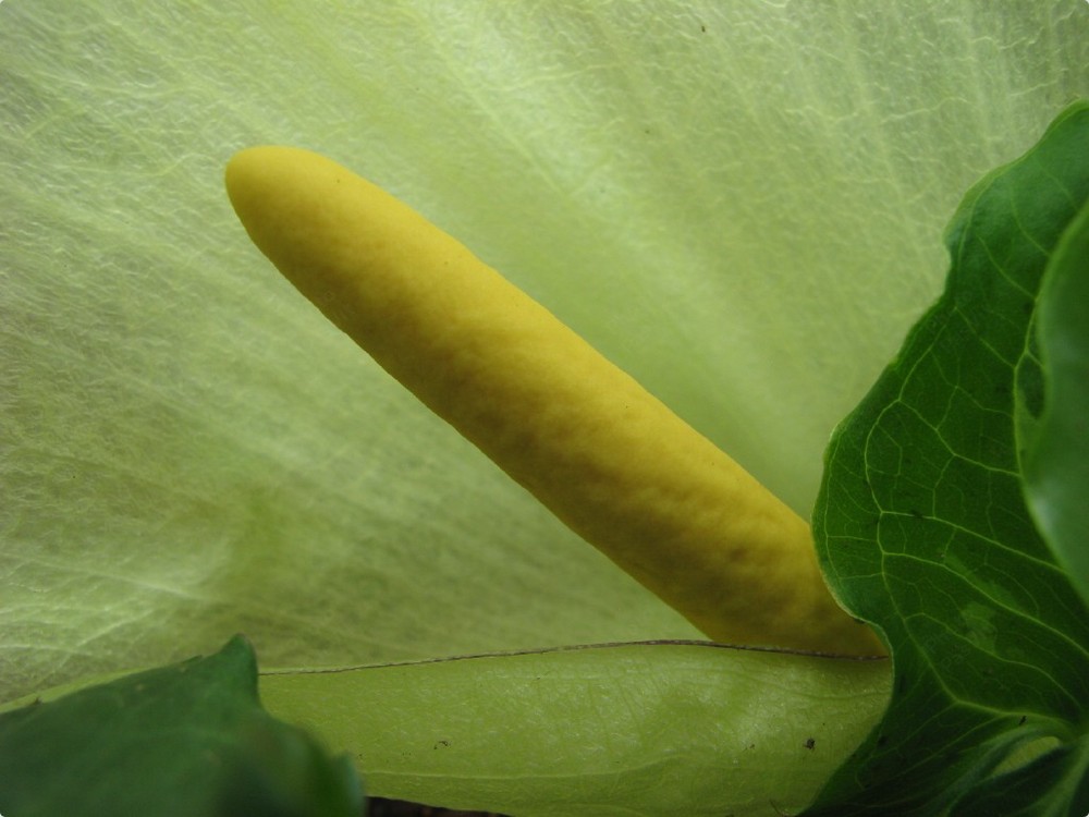 Fiore di Calla selvatica (Arum italicum).