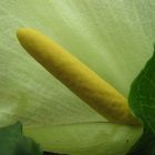 Fiore di Calla selvatica (Arum italicum).