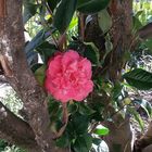 Fiore di camelia.