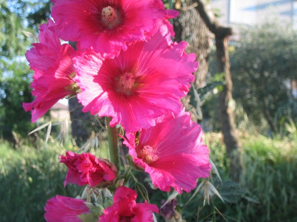 fiore di campagna