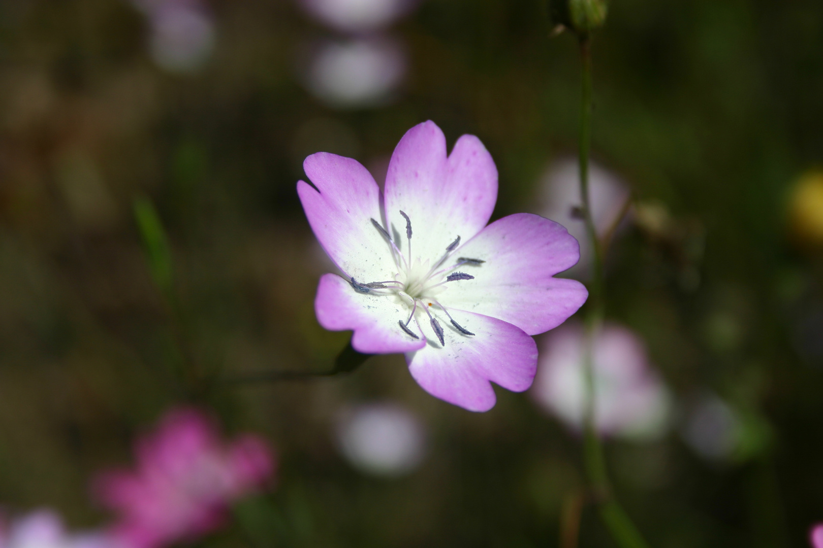 Fiore di campagna