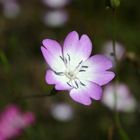 Fiore di campagna