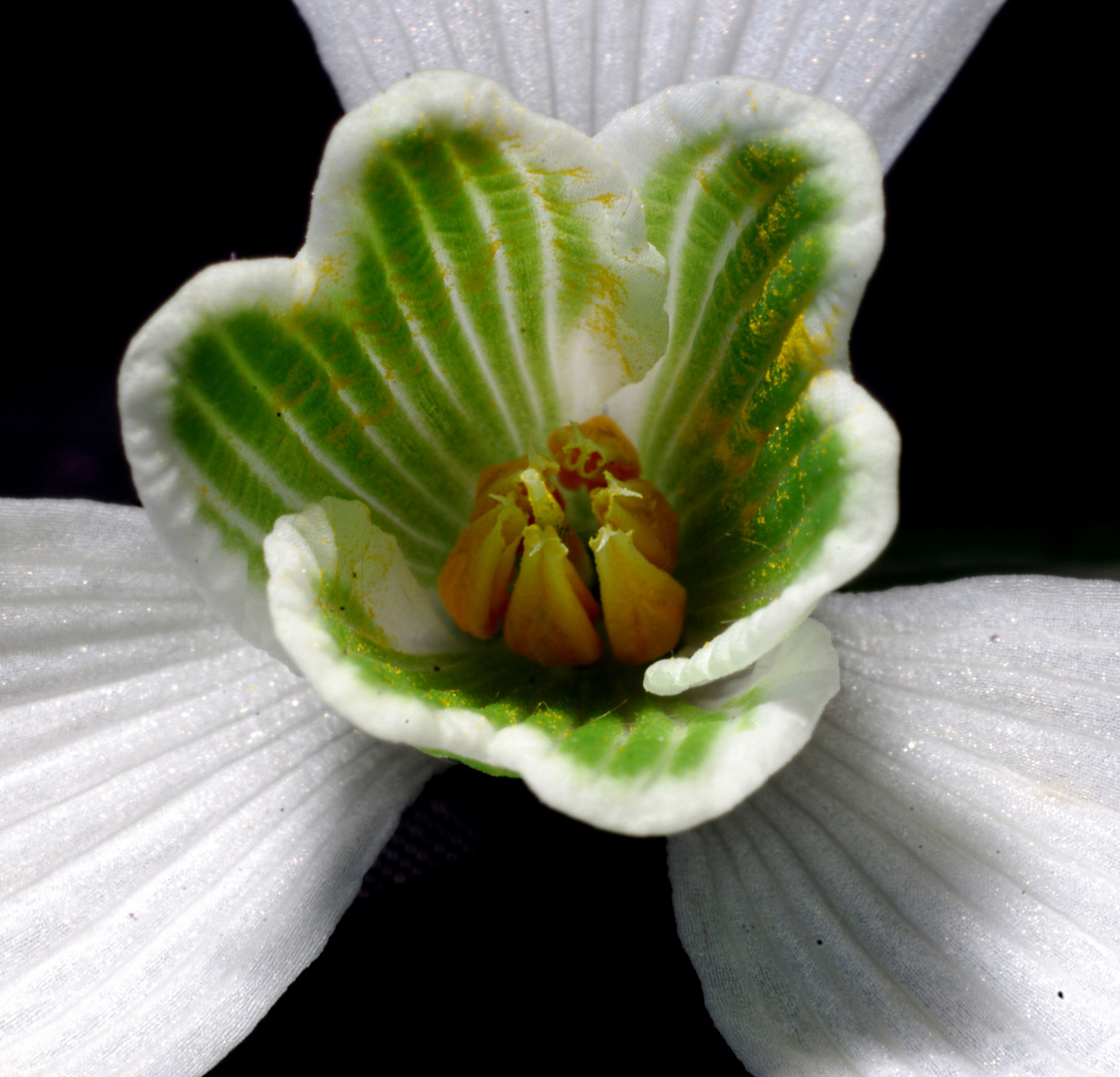 Fiore di campo