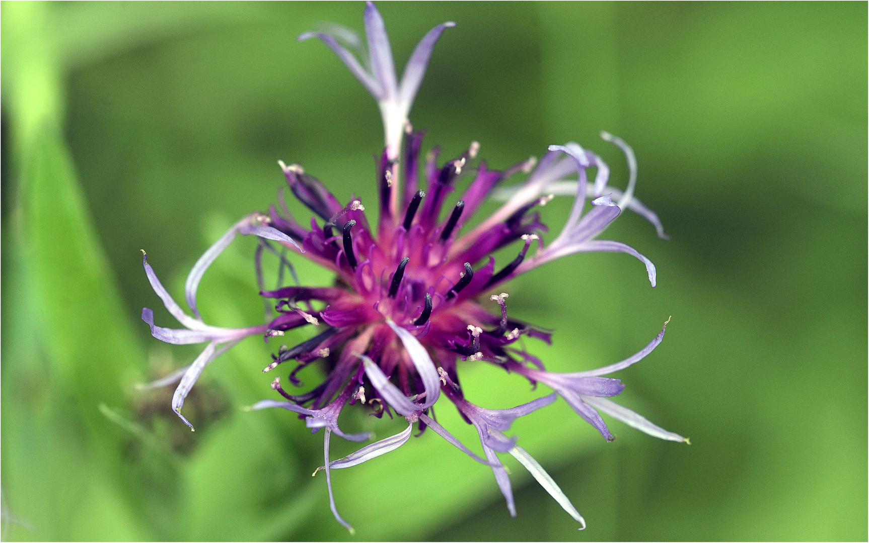 Fiore di campo.