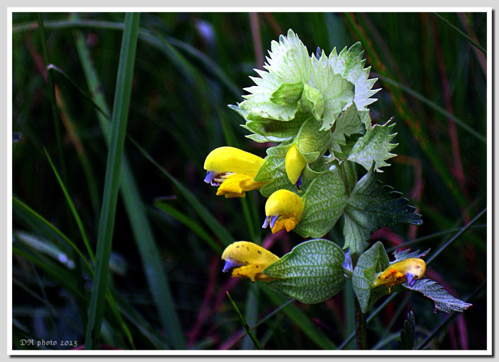 fiore di campo